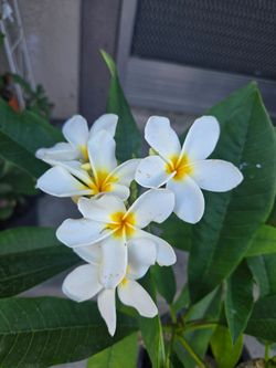 Plumeria White and Yellow plant/ planta Plumeria blanca y Amarilla