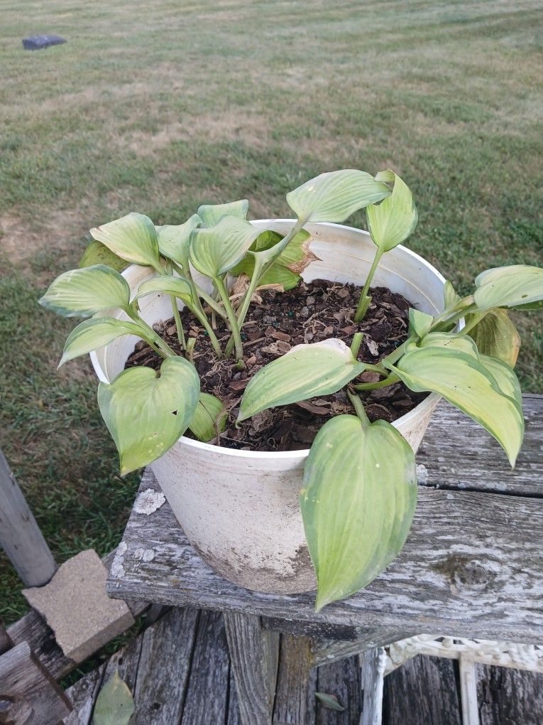 Hosta Plant