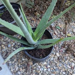 Healthy Aloe Plants For Sale 