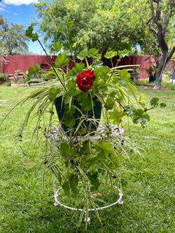 Eye-catching reverse variegated spider plant and ivy geraniums