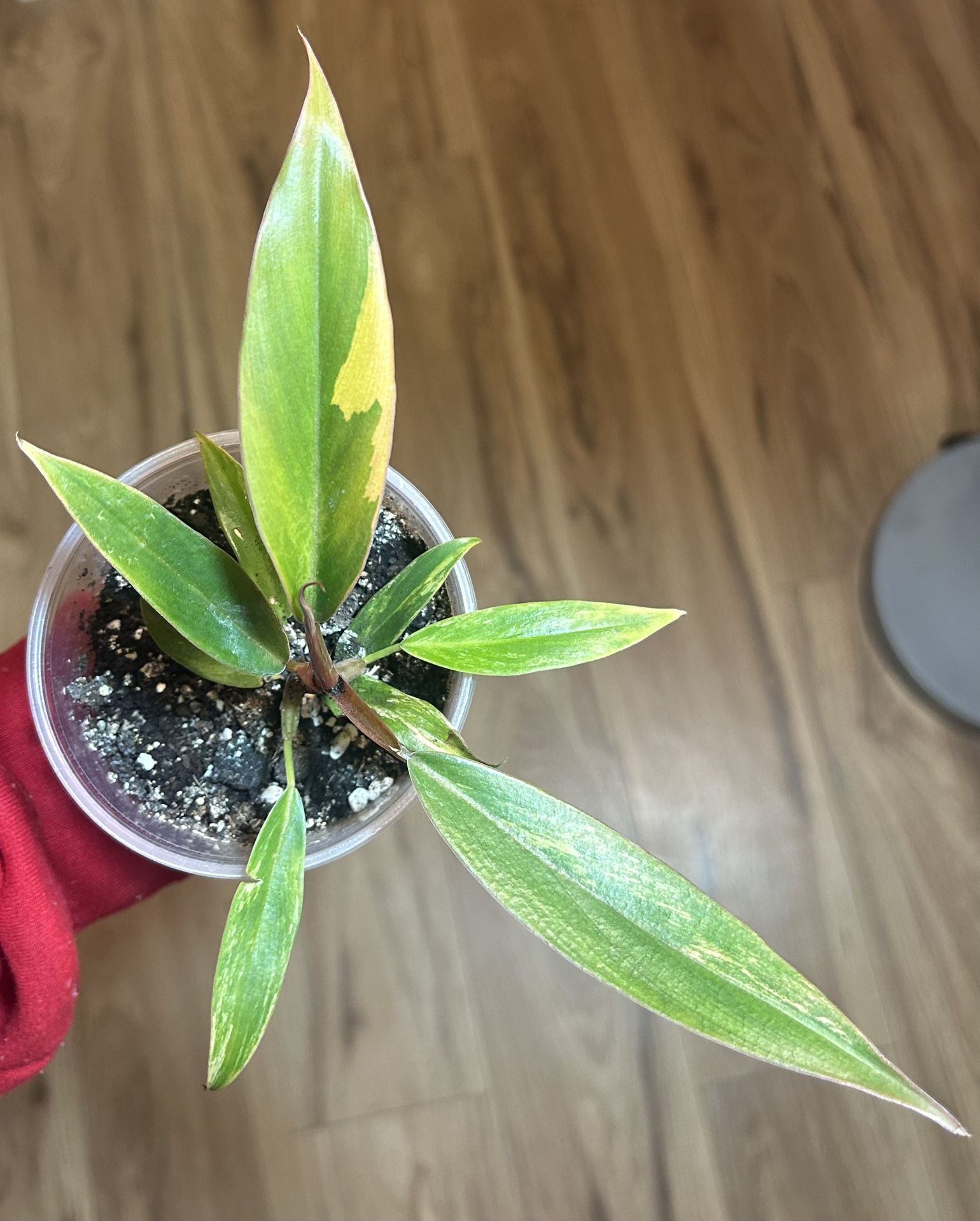 Caramel Marble Philodendron