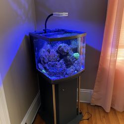 29 Gal Reef Tank 