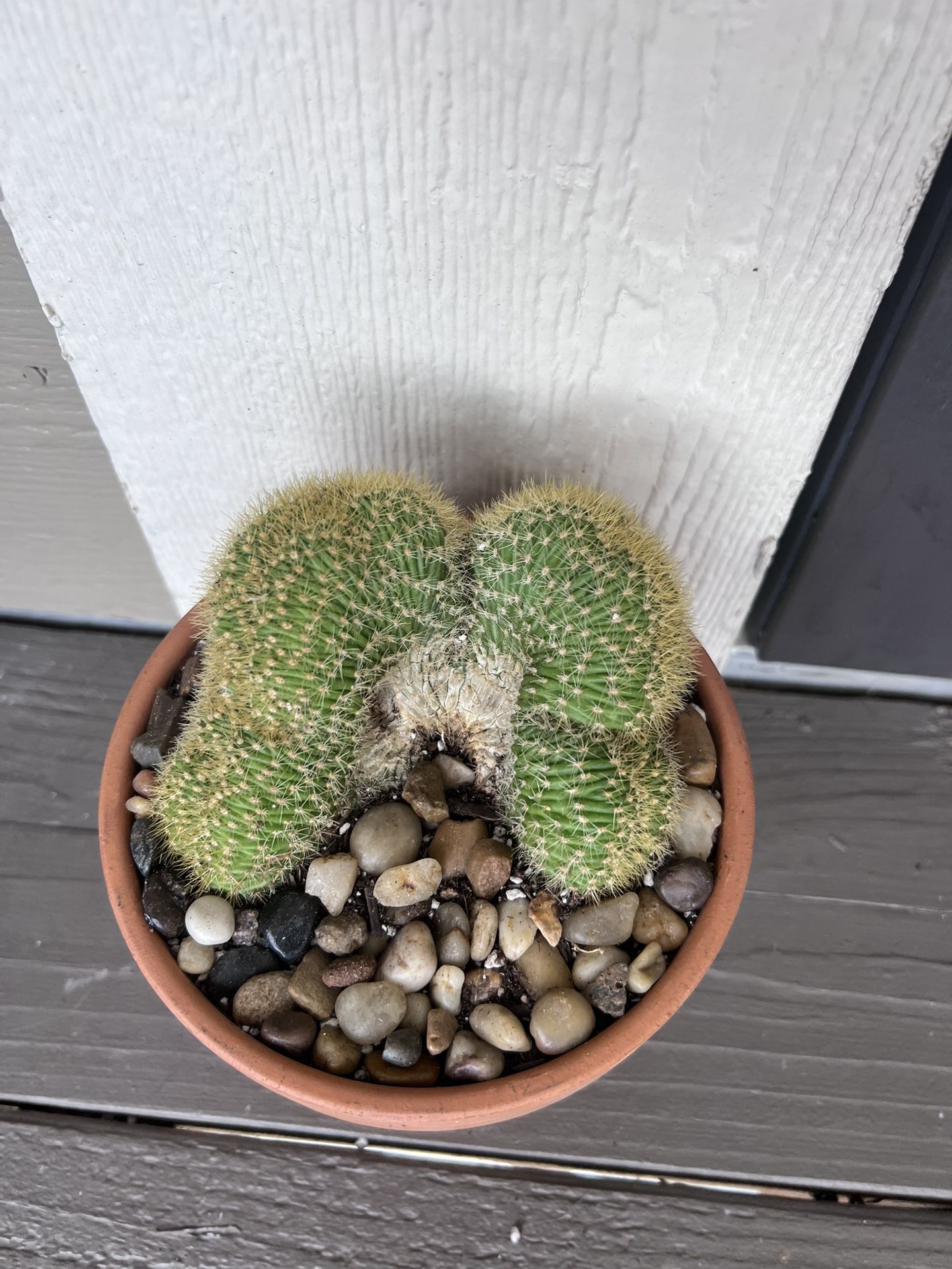 Crested Cactus 