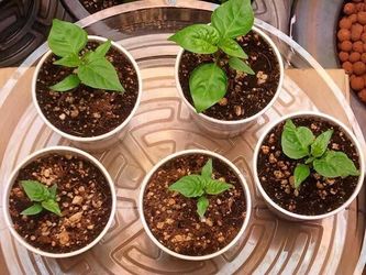 Live Hot Peppers Chili Vegetable Plants