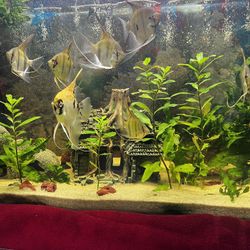 Fish Tank Decor