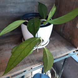 House Plants $3 And Up. Several To Choose From