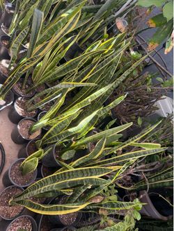 Snake plant