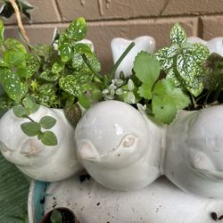 Birds Planter