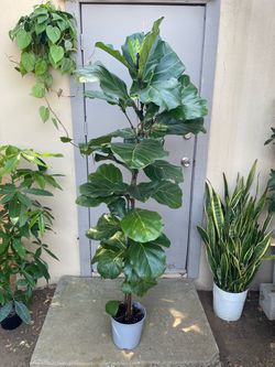 Ficus Lyrata Fiddle Leaf Fig Tree House Plant 8.5” Pot