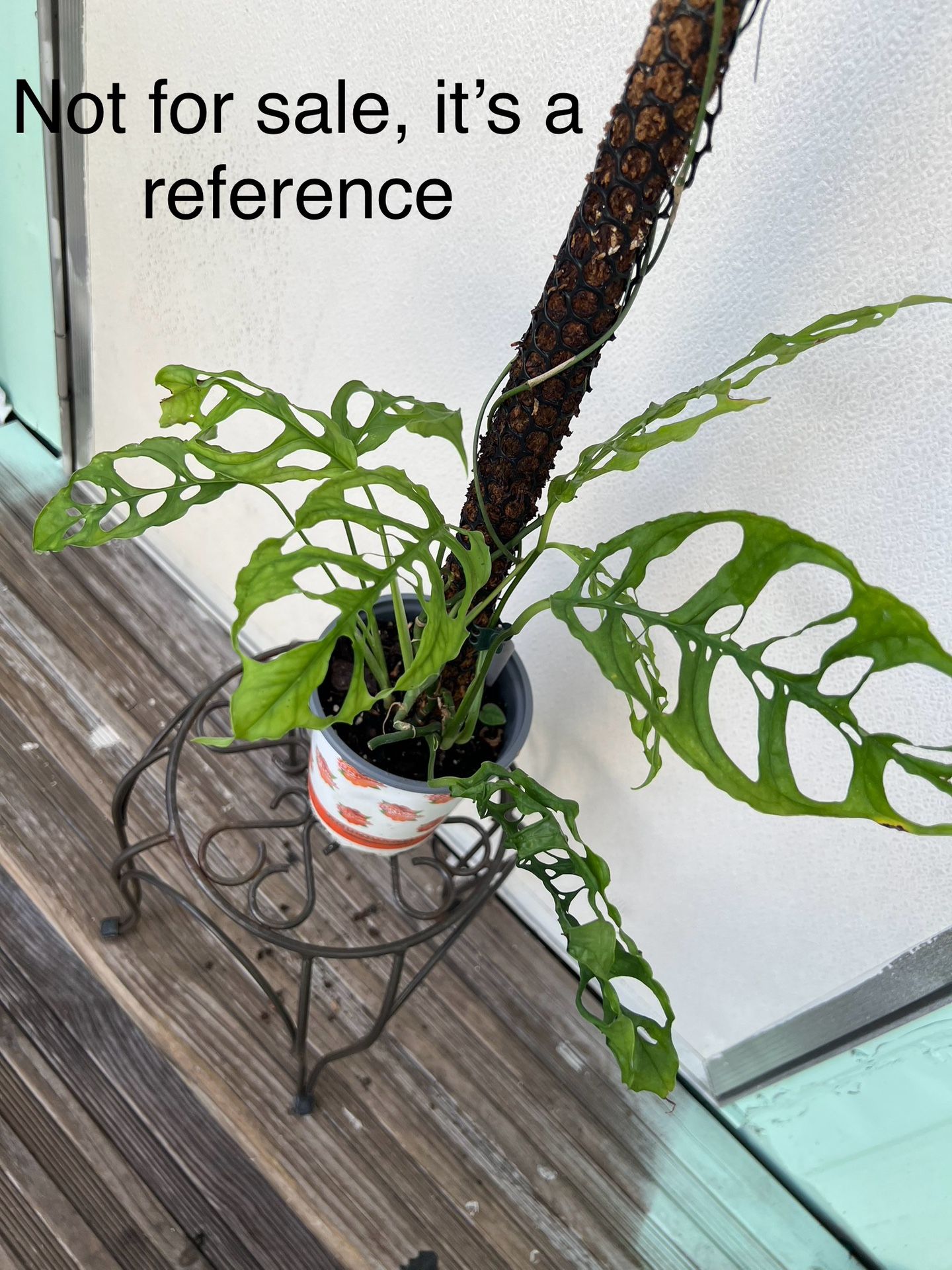 Monstera Oblicua Perú