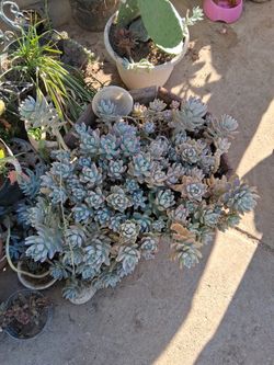Cactus And Succulents.