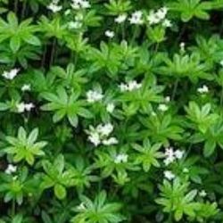 Galium Triflorum ( Cudweed, Sweet-Scented, Fragrant Bedstraw) 