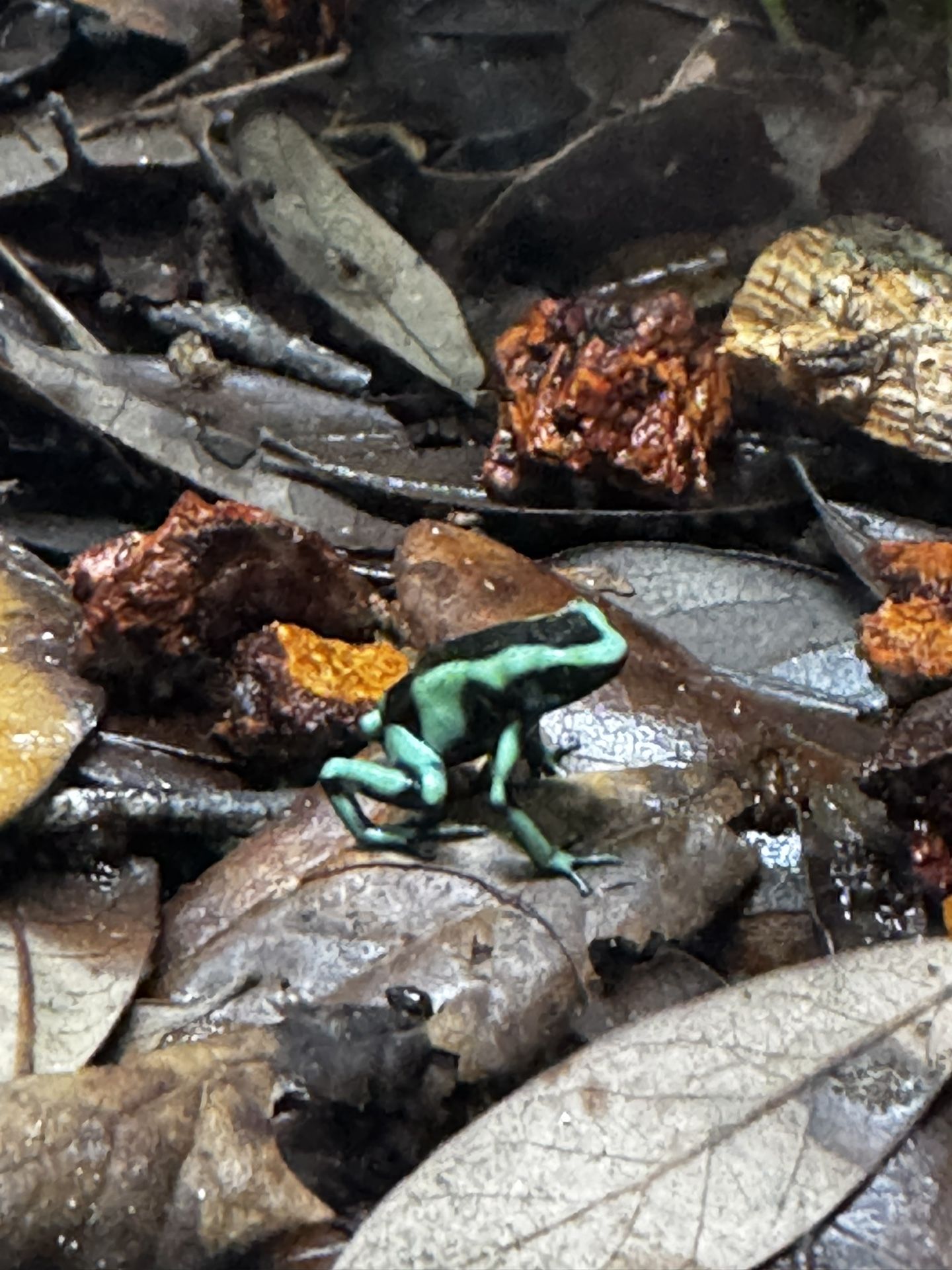 Dart Frog terrarium