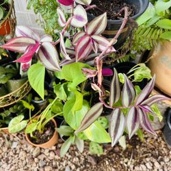 Small Plants 5 Each 