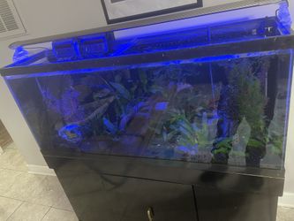 Fish Tank for Sale in Glen Ellyn, IL - OfferUp