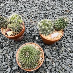 Variety Of Cacti In Clay Pot $8 Each 