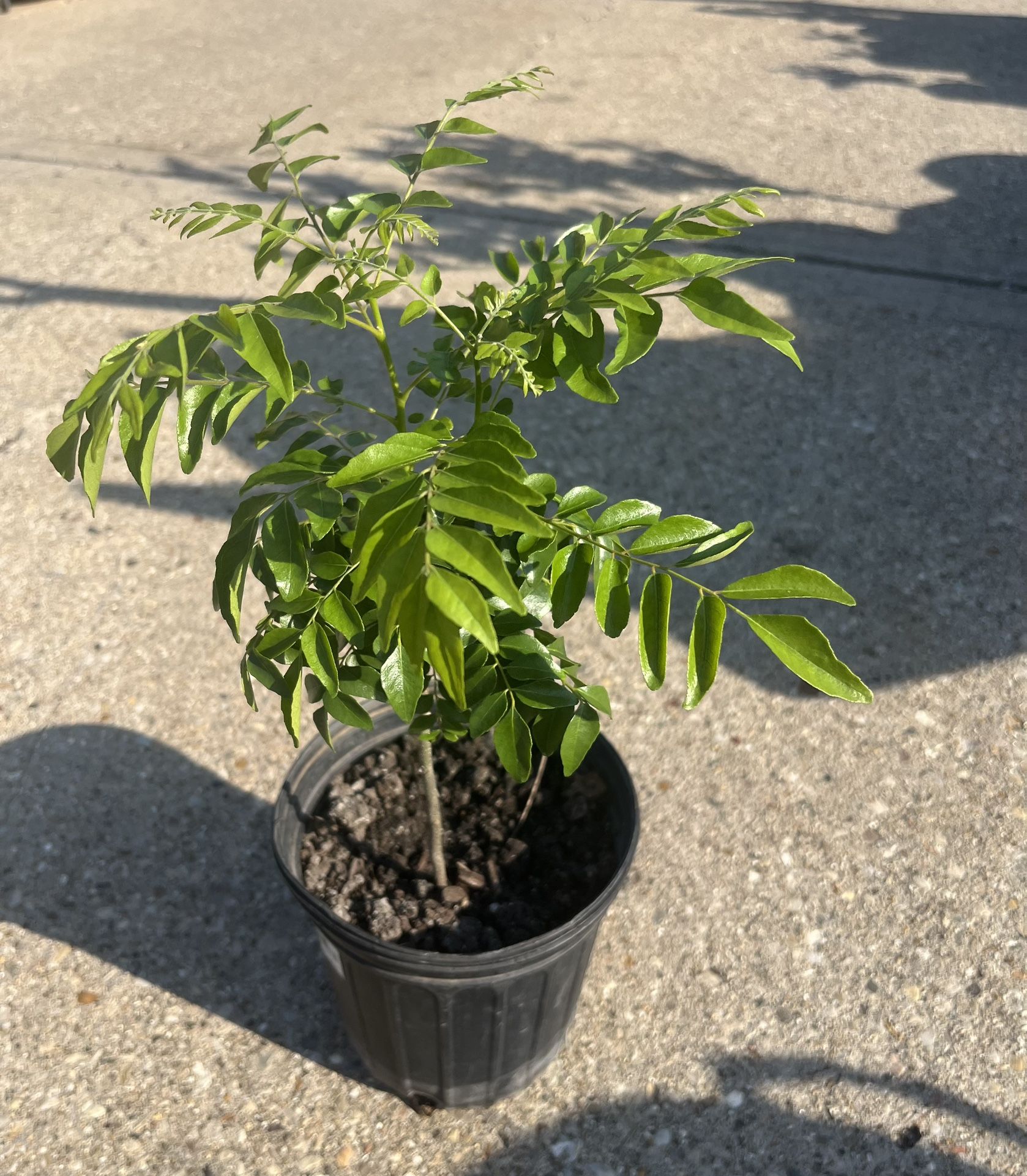 Healthy Bushy Curry Plant 🪴
