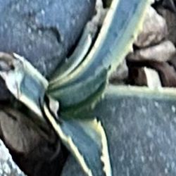 Baby Agave Succulent 