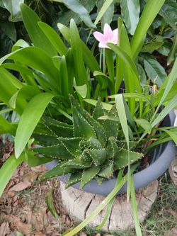 Aloe Vera Plants/ and other plants