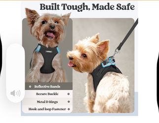 Harness and leash