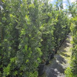 huge Podocarpus 7 feet tall Instant Privacy Hedge For Fence