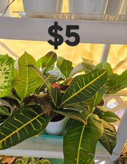 Croton plants