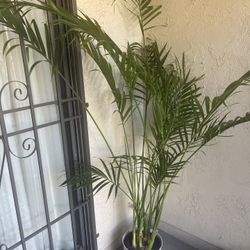 Palm Tree Plant 
