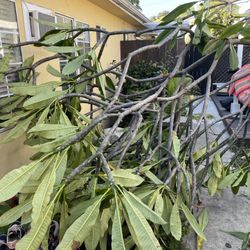 Free Plumeria tree Fresh Cuttings! Take As Many As You Want Today!