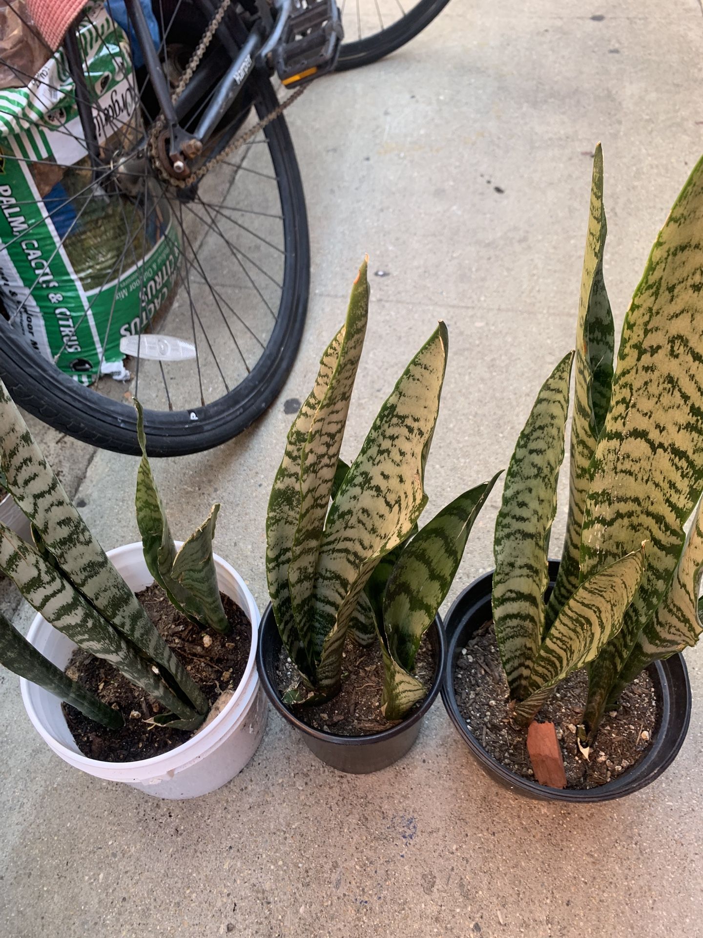 Snake Plants 
