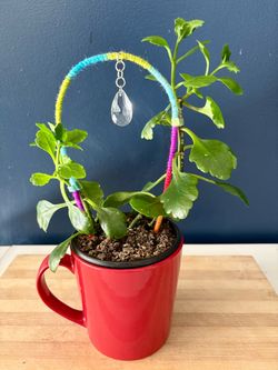 Kalanchoe Plant with Rainbow Trellis and Crystal Prism in Red Mug
