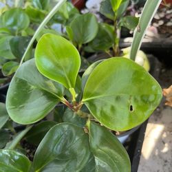 Peperomia Green