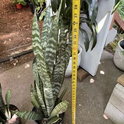 Premium***3ft Tall Snake Plant (10” Pot), Baby Plant Sprouting, Exact 2 Plants, Now$59each Or Both For $110 (price Firm) 95820