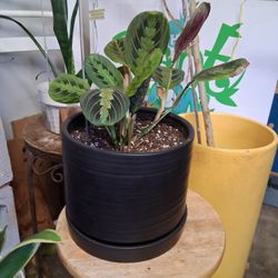 7in prayer Plant available in a black ceramic.  Free delivery LA county only