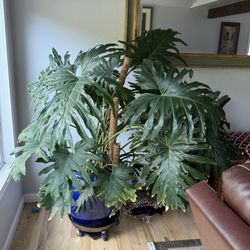 Philodendron Plant Massive