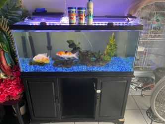 Fish Tank Aquarium For Sale