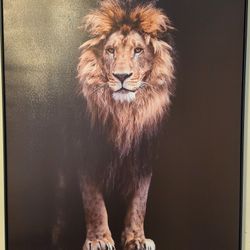 Canvas of a Lion Brand New 30"x40"