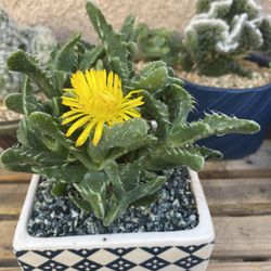 Tiger Jaws Succulent 