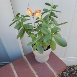 2  Double Trunk Jade Plants In 5" Pot