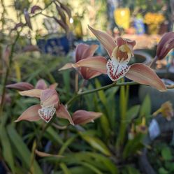 Cymbidium Orchid