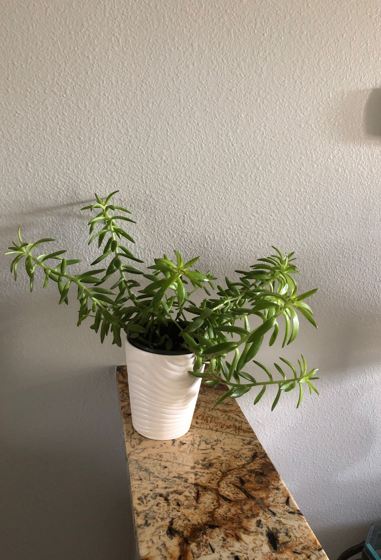 Succulent in white ceramic pot