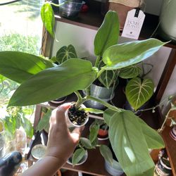 Philodendron Silver Sword 
