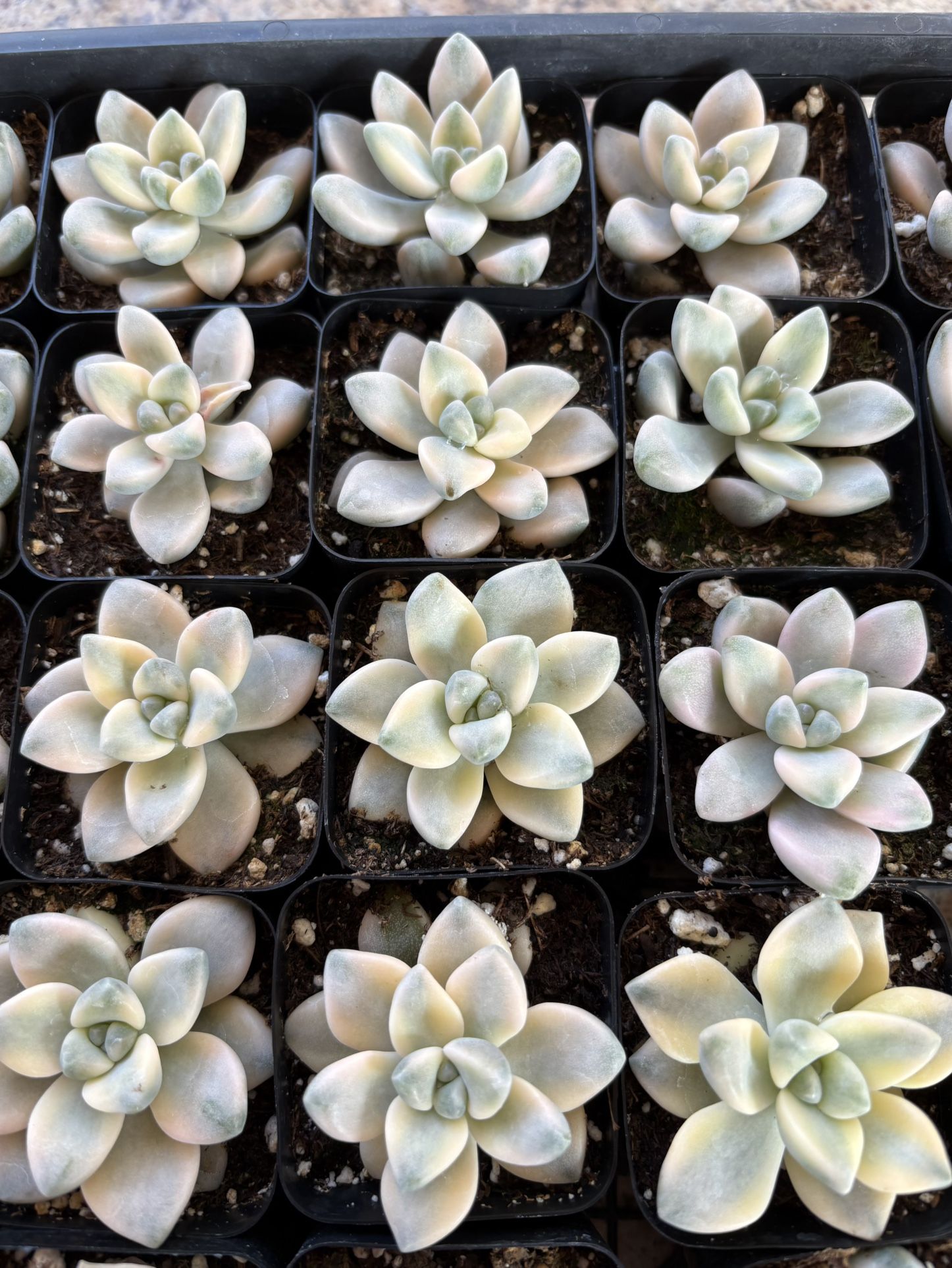 Variegated Succulent 