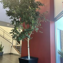 13’ Potted Ficus Tree