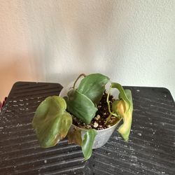 Sad Small Philodendron Brasil