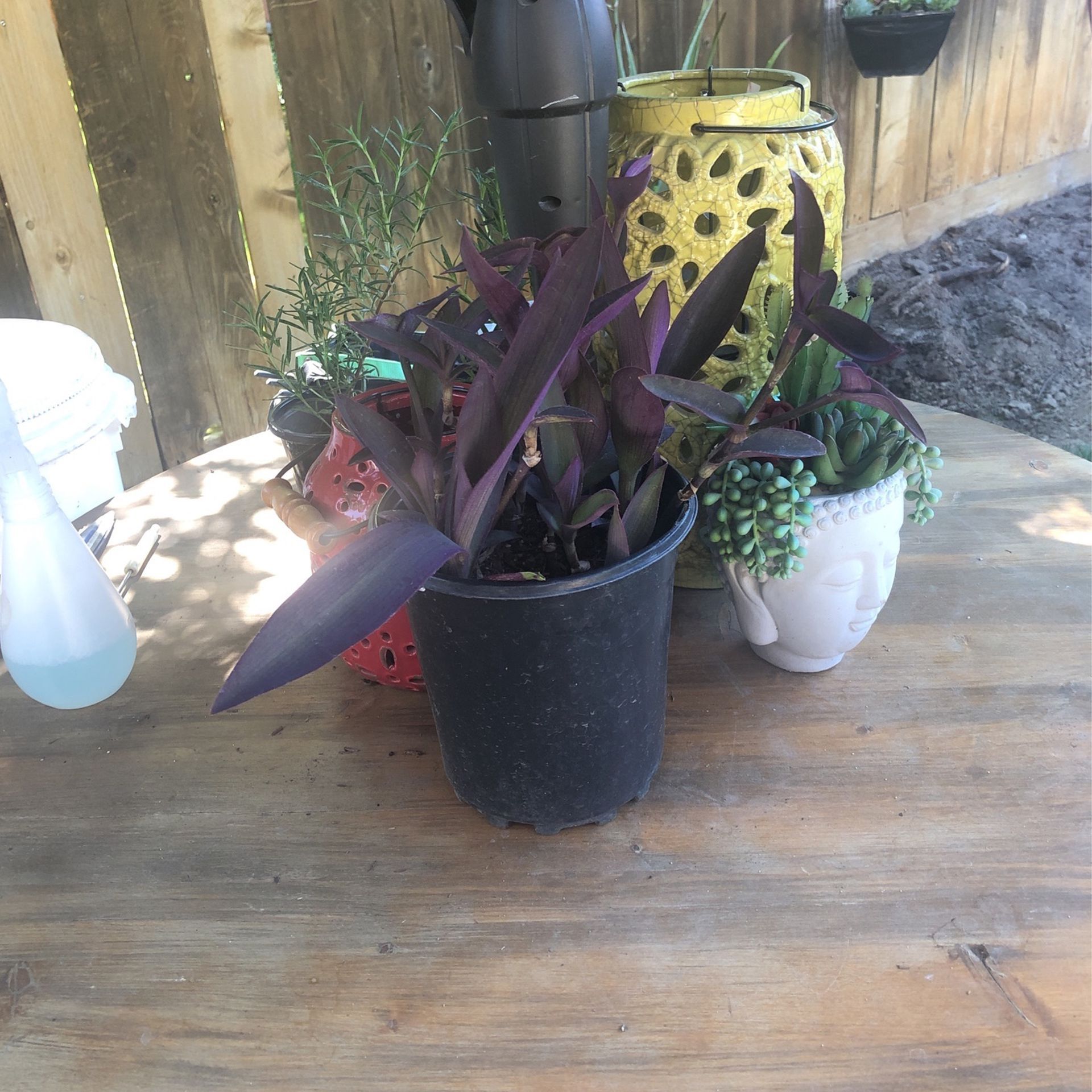 Hard To Find Purple Heart Plant