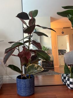 Rubber Plant