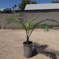 Palm Plant 