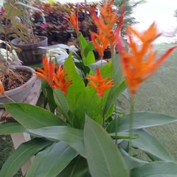 Beautiful Heliconia Plants 3gl $15🧡