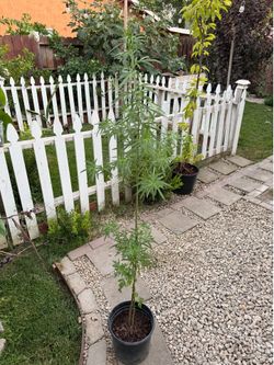 Big estafiate medicinal plant