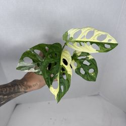 Monstera Adansonii Albo Plant 